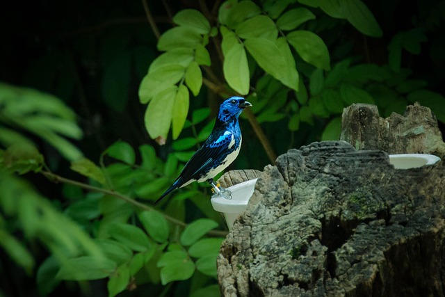 Free Bird Tanager photo and picture