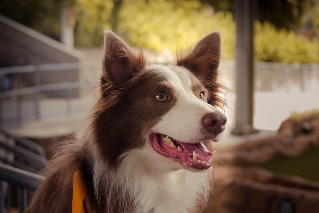 Free Dog Animal photo and picture