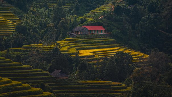 Free Rice Mountain photo and picture