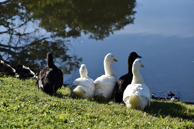 Free Duck Nature photo and picture