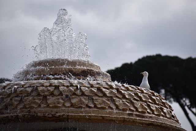 Free Seagull Bird photo and picture