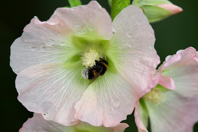 Download free HD stock image of Field Bumblebee Insect Free Field Bumblebee Insect photo and picture