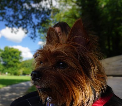 Mascotă, Animal, Canin