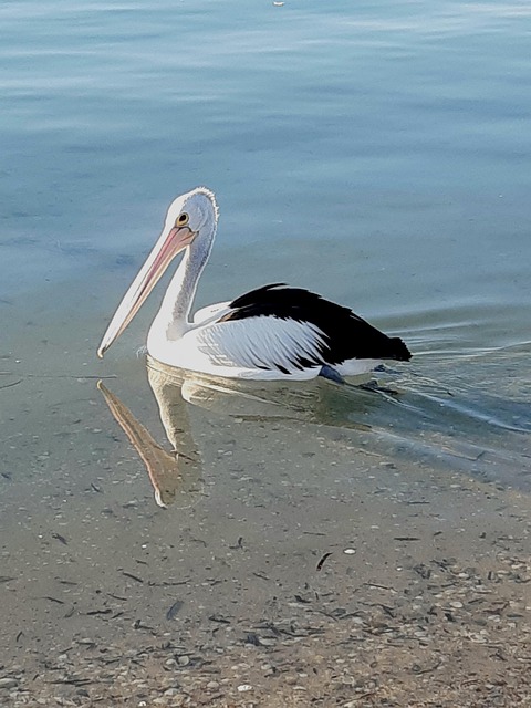 Vogel, Natur, Pelikan, Schnabel, Tier