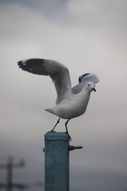 Möve, Natur, Vogel, Wasservogel, Himmel