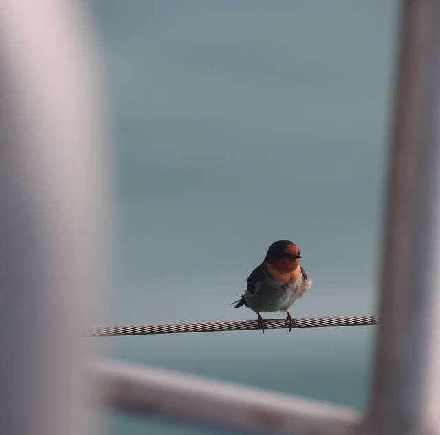 Schwalbe, Vogel, Natur, Nahaufnahme