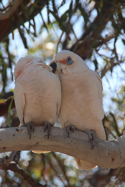 Kakadu, Natur, Vogel, Papagei, Tier