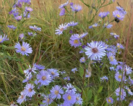 Malen, Astern, Blüte, Sommer