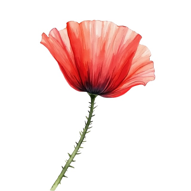 Free poppy flower nature illustration