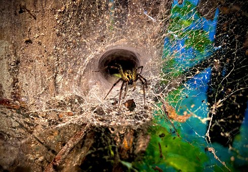 Free Spider Web photo and picture