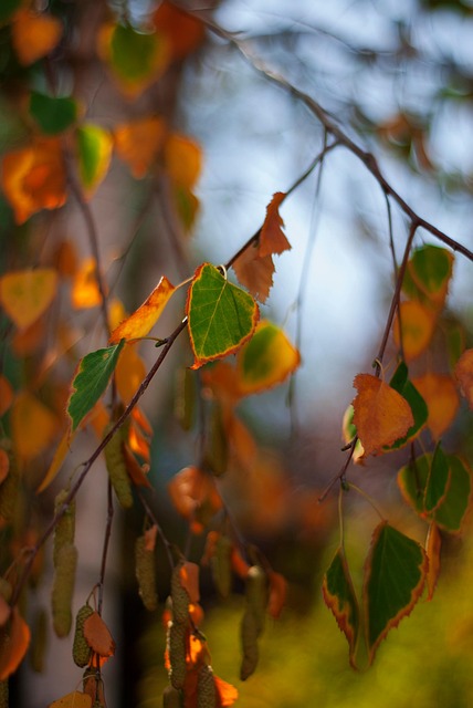 Free Birch Tree photo and picture