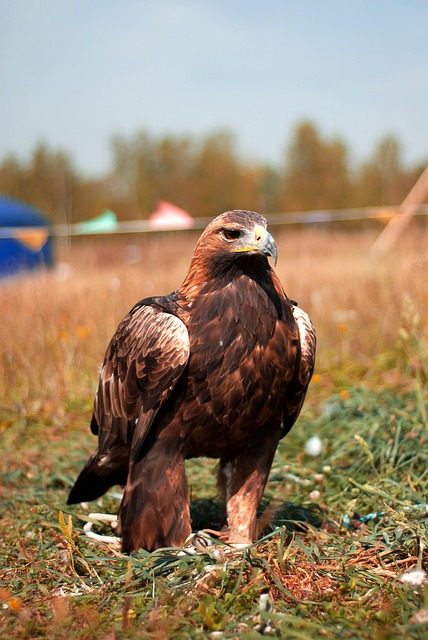 Free Bird Animal photo and picture