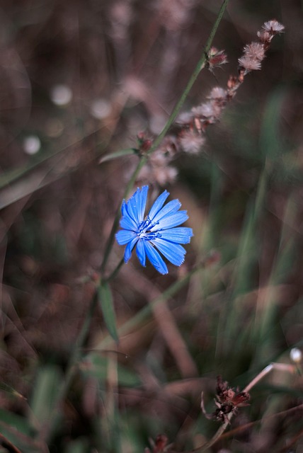 Free Flower Nature photo and picture