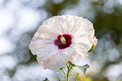 Kæmpe Skumfidus, Hibiscus, Blomstre