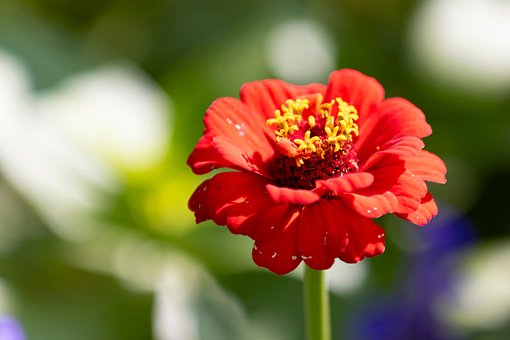 Zinnia, Blomst, Plante, Kronblade
