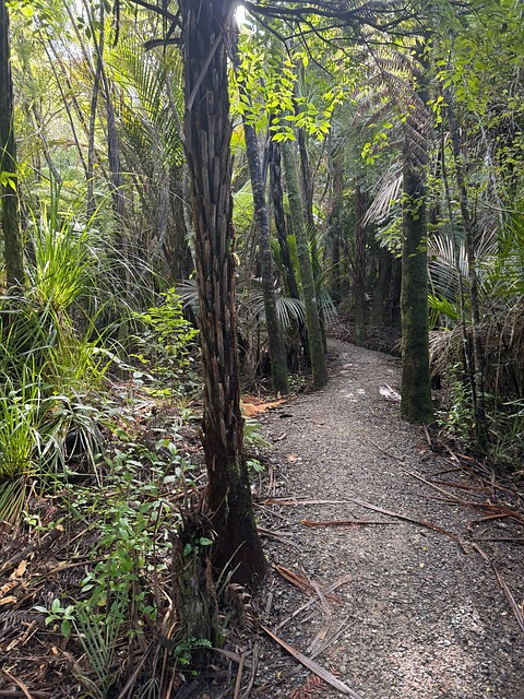 Calea, Pădure, Natura, Australia