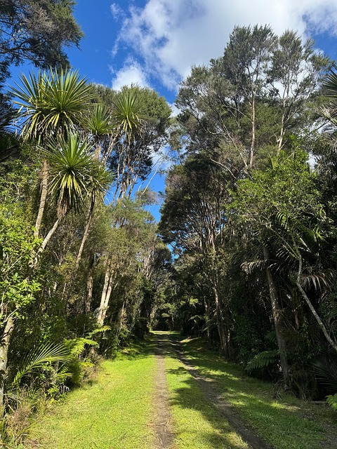 Calea, Pădure, Natura, Australia