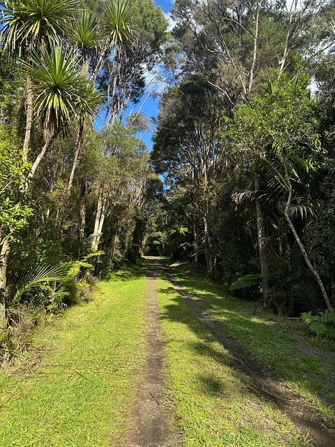 Calea, Pădure, Natura, Australia