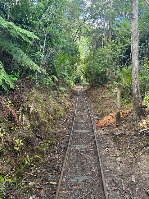 Tren, Calea, Pădure, Natura, Australia