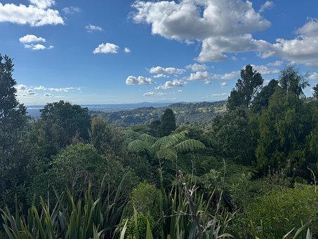 Vedere, Pădure, Natura, Australia