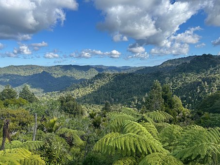 Vedere, Pădure, Natura, Australia