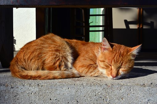 Katze, Haustier, Kätzchen, Inländisch