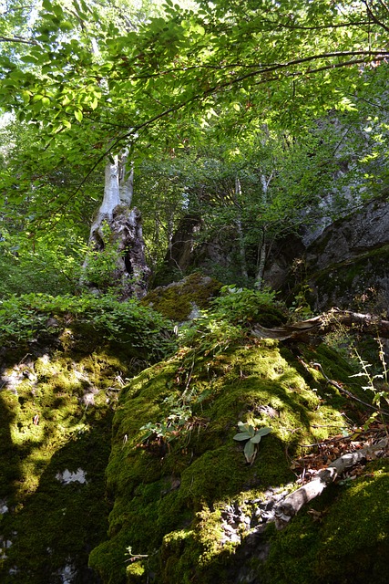 Forrest, Natur, Grün, Blätter, Moos