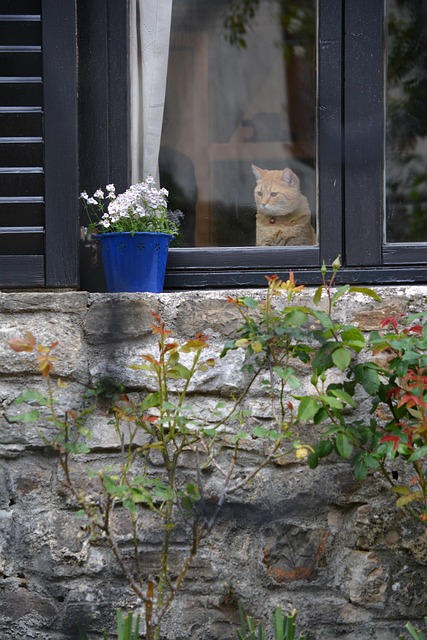 Katze, Niedlich, Inländisch, Fenster