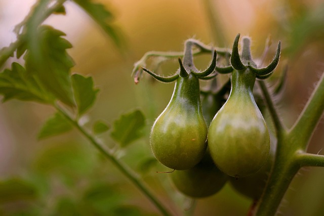 Free Tomato Tomatoes photo and picture