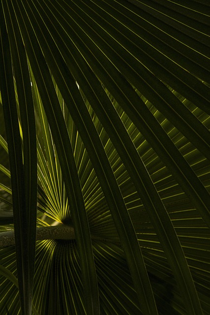 Free Tropical Nature photo and picture