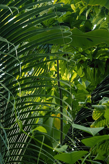 Free Tropical Nature photo and picture
