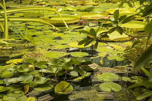 Free Water Lily Pads Pond photo and picture