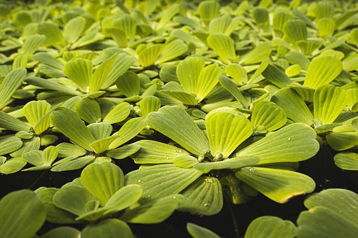 Free Water Plant Pond photo and picture