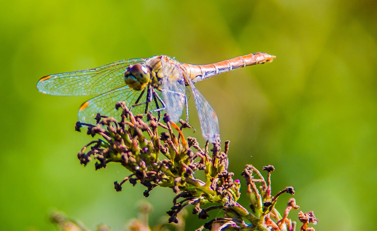 Dragonfly Nature Insects - Free photo on Pixabay