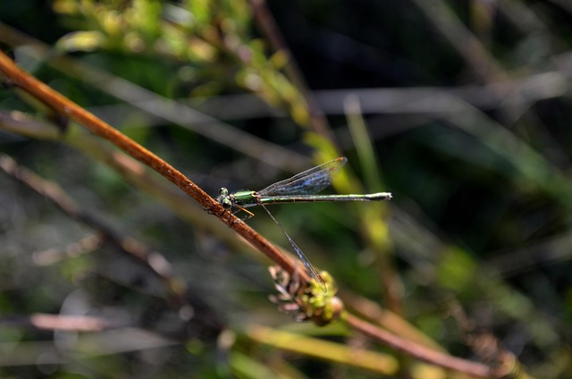 Dragonfly Green Macro - Free photo on Pixabay
