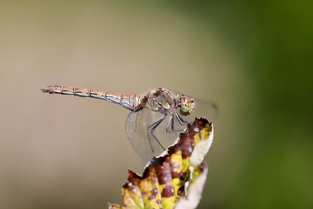 Download free HD stock image of Dragon-Fly Darter Free Dragon-Fly Darter photo and picture