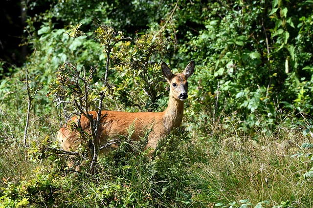Free Deer Grass photo and picture