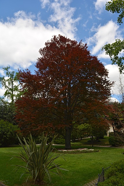 Baum, Opatija, Kroatien, Park, Geäst
