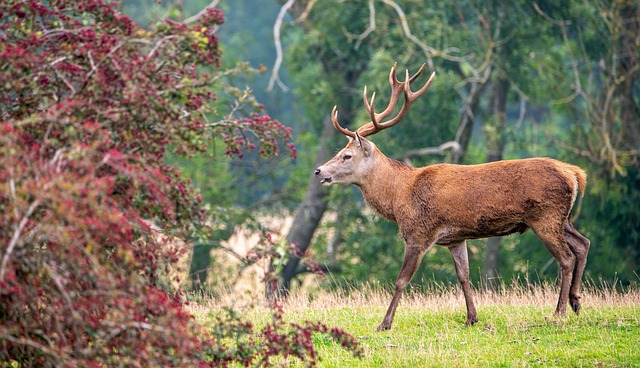 Free Deer Hart photo and picture