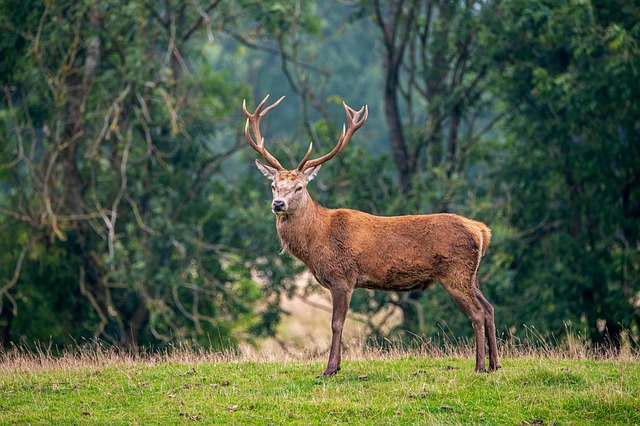 Free Deer Antlers photo and picture