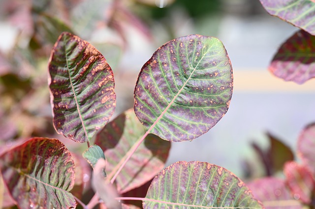 Sale De, Otoño, Naturaleza, Planta