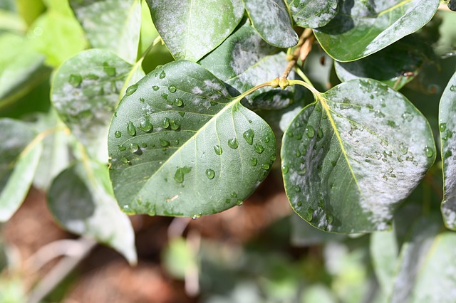 Sale De, Naturaleza, Planta, Verde