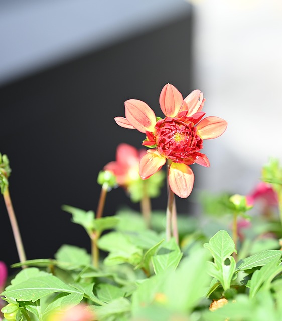 Dalia, Flor, Naturaleza, Flora, Planta