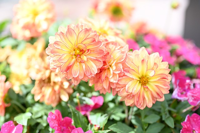 Dalia, Flor, Naturaleza, Flora, Planta