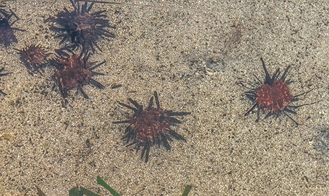 Free Sea Urchin Water photo and picture