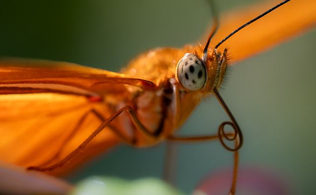 butterfly, insect, orange butterfly, dryas julia, heliconia, flambeau, lepidoptera, dryas, orange