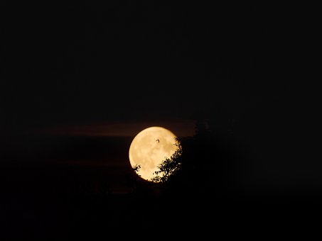 Free Moon Trees photo and picture