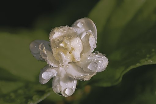 Free Macros Night photo and picture