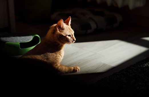 Gato, Animal, Natureza, Gatinho