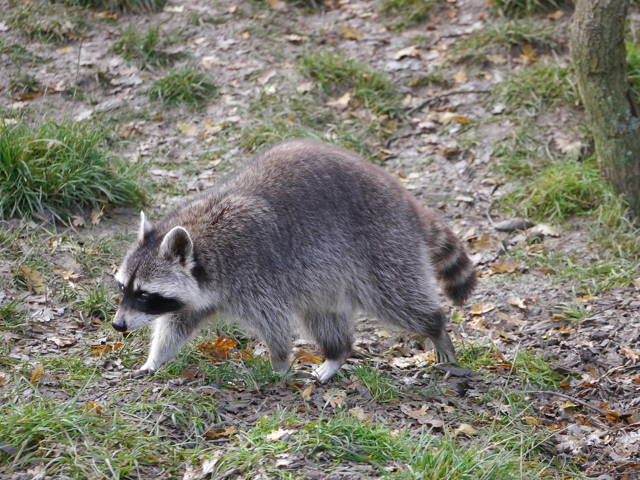 Raccoon Animal Mammal - Free photo on Pixabay